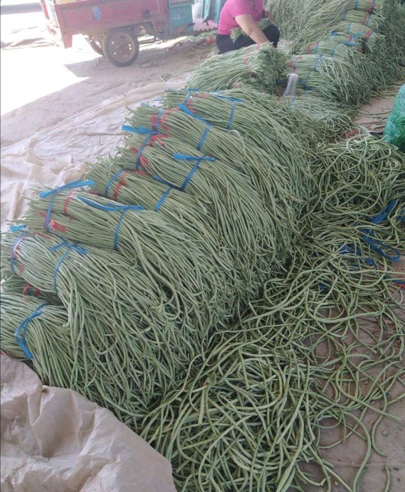 山东莘县董杜庄镇蔬菜基地长豆角豇豆大量上市