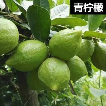 柠檬苗澳洲手指柠檬树苗新品种果树苗四季可种嫁接苗带土带叶