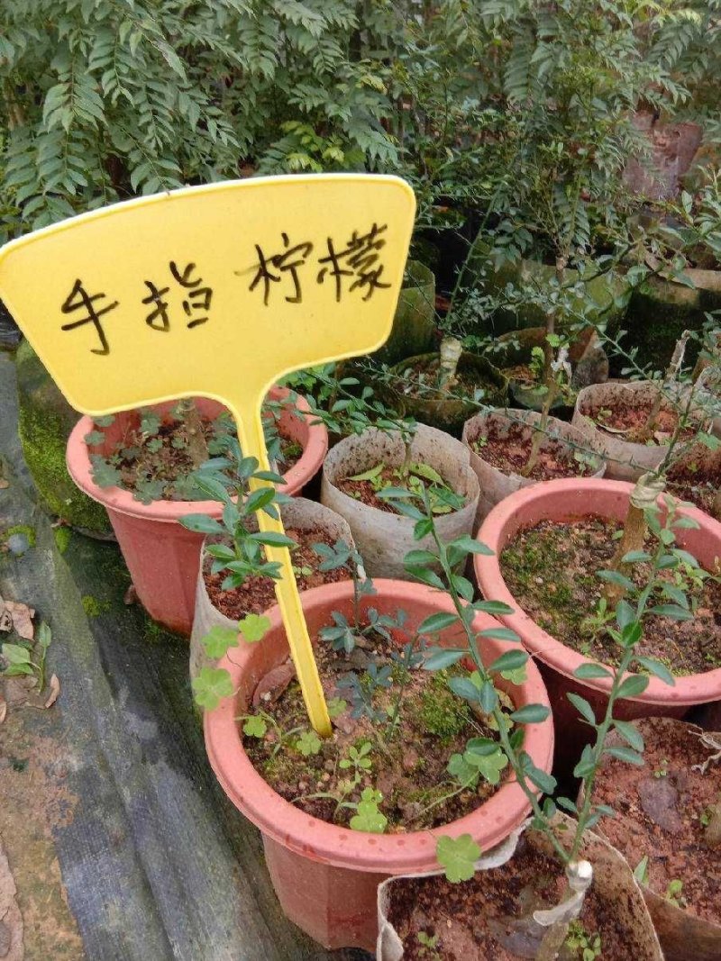 柠檬苗澳洲手指柠檬树苗新品种果树苗四季可种嫁接苗带土带叶