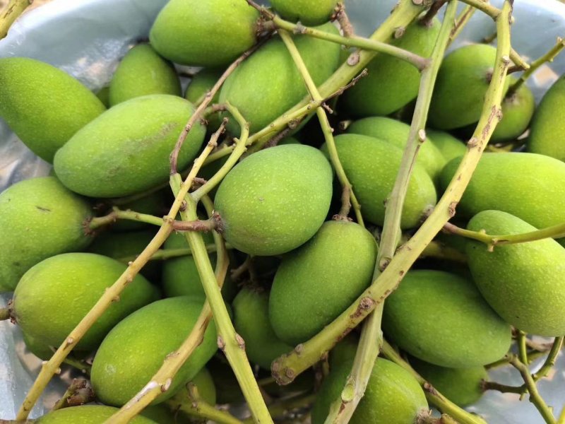 景谷小鸡香芒果