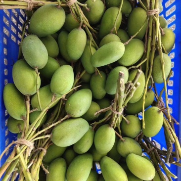 景谷小鸡香芒果