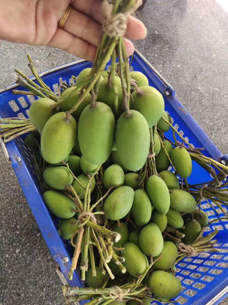 景谷小鸡香芒果