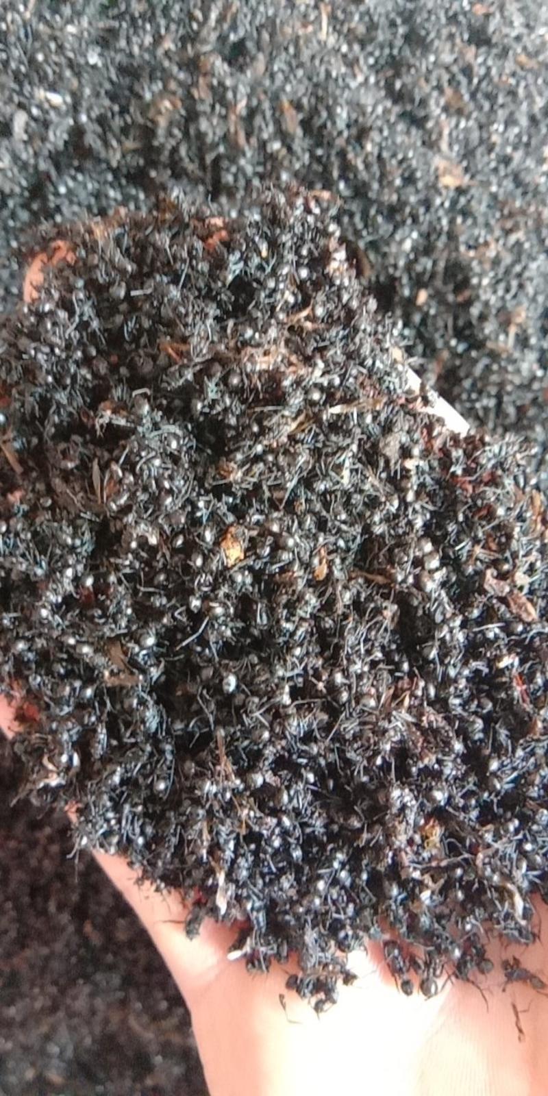 蚂蚁常年批发供应冷背中药材各种规格野生黑蚂蚁量大从优