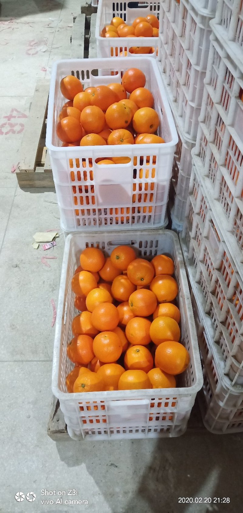崀山脐橙精品7904脐橙