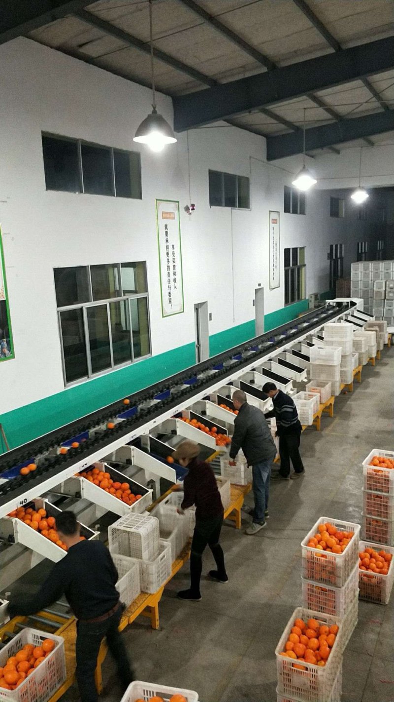 崀山脐橙精品7904脐橙