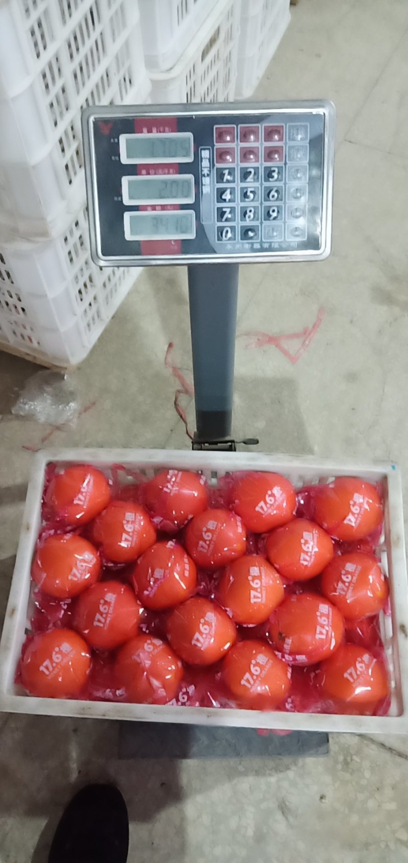 崀山脐橙精品7904脐橙