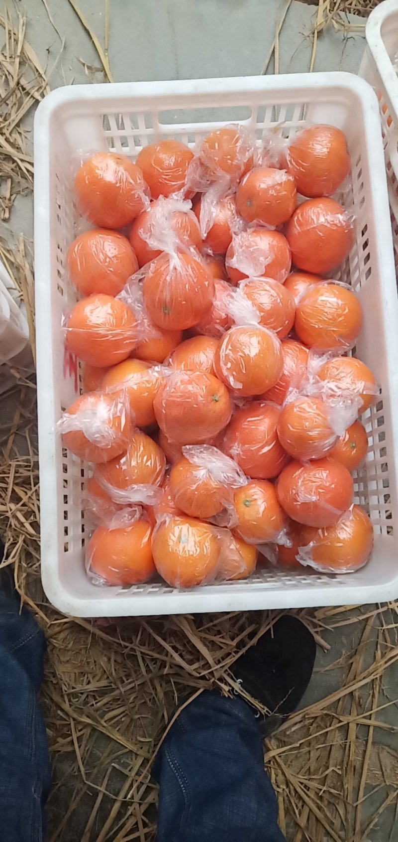 崀山脐橙精品7904脐橙
