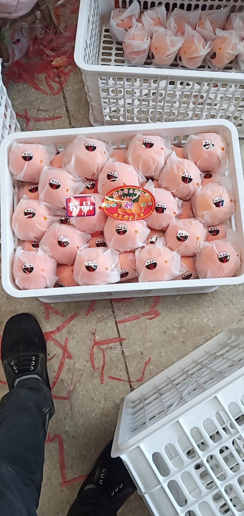 崀山脐橙精品7904脐橙