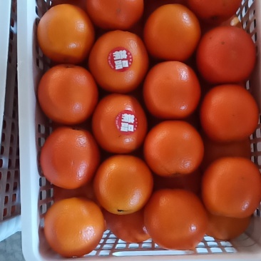 崀山脐橙精品7904脐橙