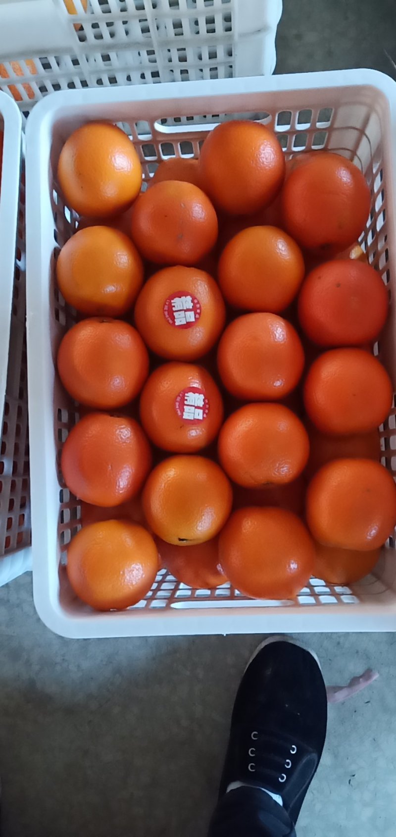 崀山脐橙精品7904脐橙