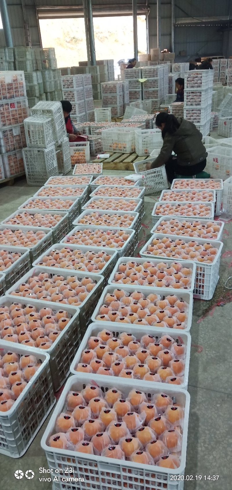 崀山脐橙精品7904脐橙