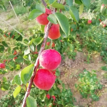 丰园红，金太阳，大量上市了