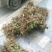 通草苗，通草种子，通草快茎需要的联系我