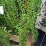 木槿重瓣木槿花叶木槿5公分220一棵装车价