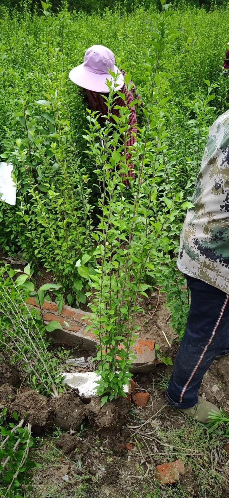木槿重瓣木槿花叶木槿5公分220一棵装车价
