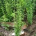 木槿重瓣木槿花叶木槿5公分220一棵装车价