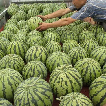 本地西瓜