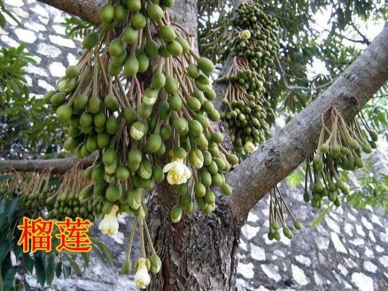 榴莲树苗泰国金枕头猫山王榴莲蜜海南当年结果南北方种植包邮