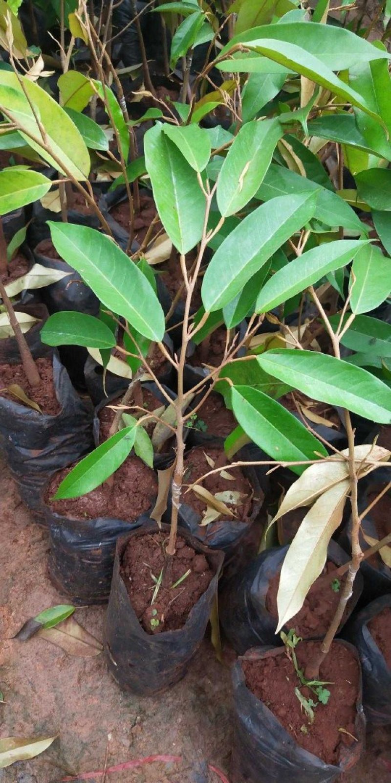 榴莲树苗泰国金枕头猫山王榴莲蜜海南当年结果南北方种植包邮