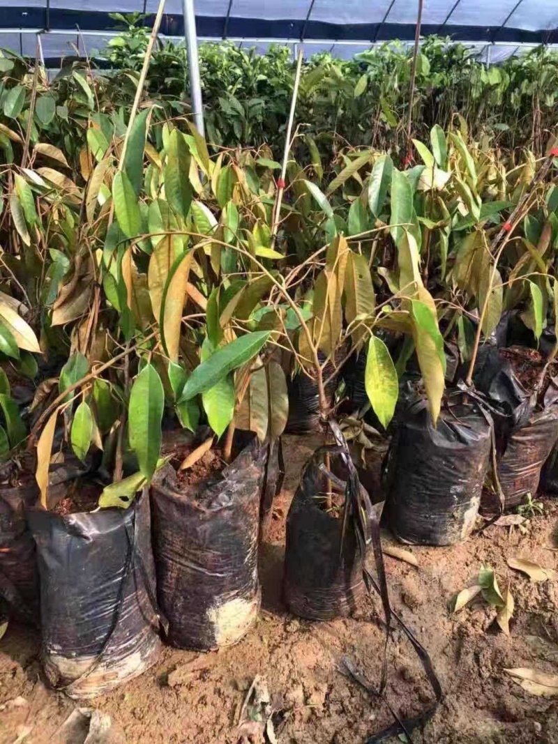 榴莲树苗泰国金枕头猫山王榴莲蜜海南当年结果南北方种植包邮