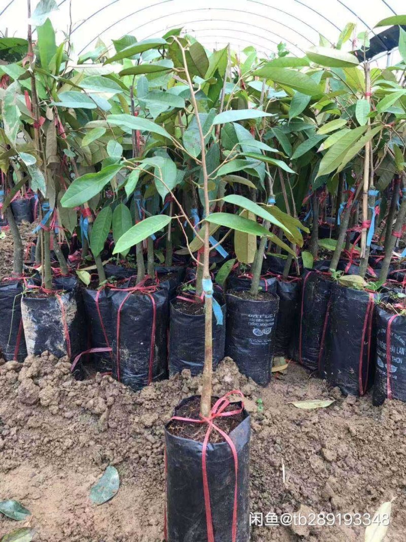榴莲树苗泰国金枕头猫山王榴莲蜜海南当年结果南北方种植包邮