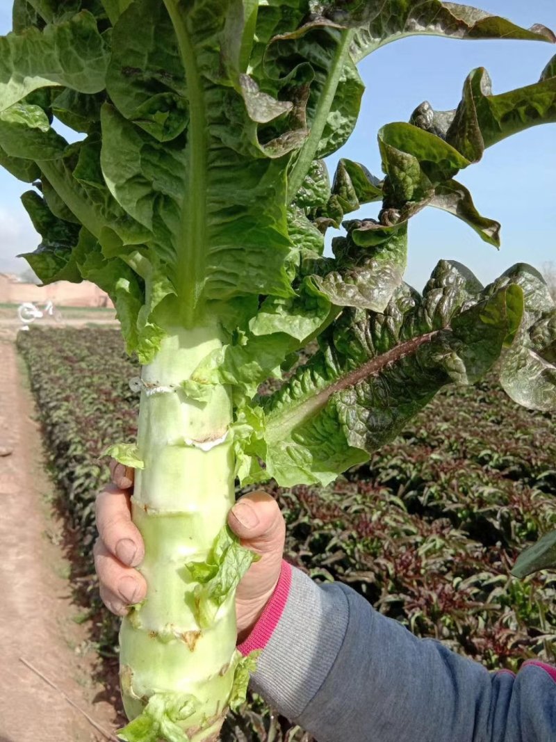甘肃高原夏菜