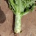 甘肃高原夏菜