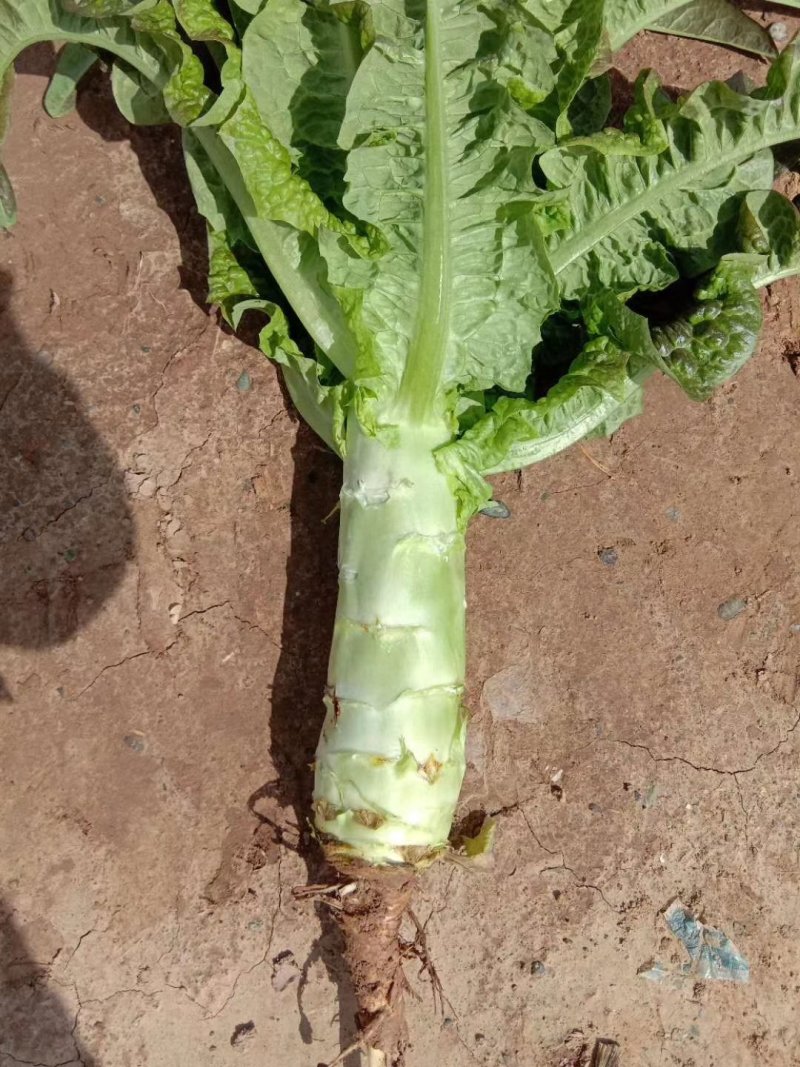 甘肃高原夏菜
