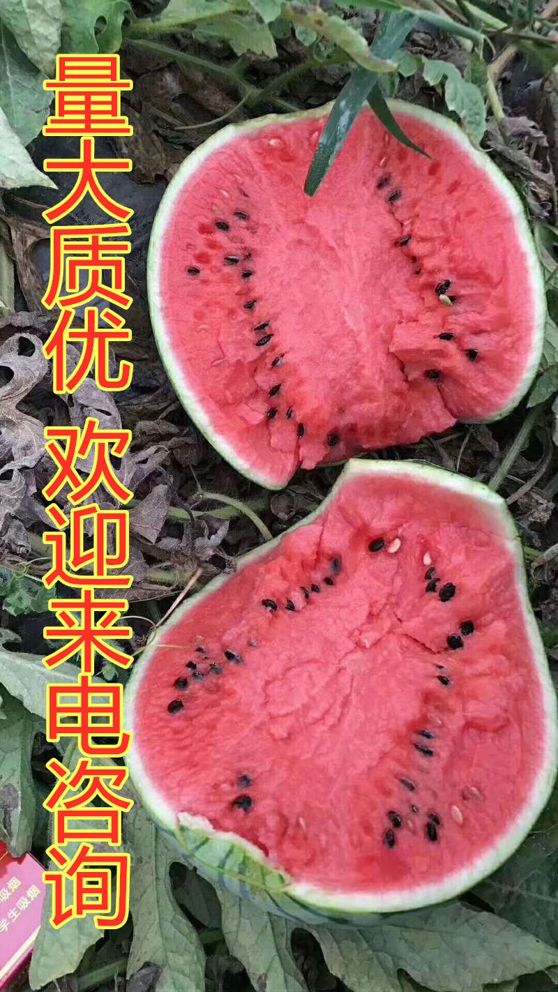 [8424西瓜批发]安徽宿州砀山县西瓜 1.30元/斤美都西瓜， _ 一亩田