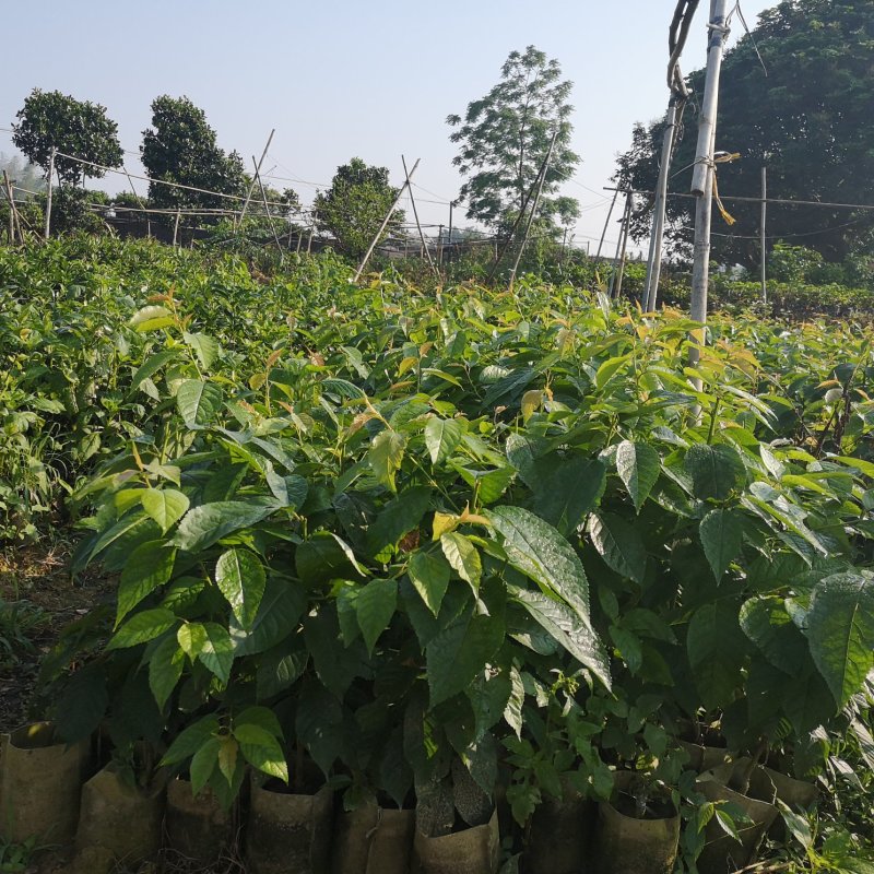 樱桃树苗新品种巴西樱桃车厘子黑珍珠樱桃嫁接接南方果苗包邮
