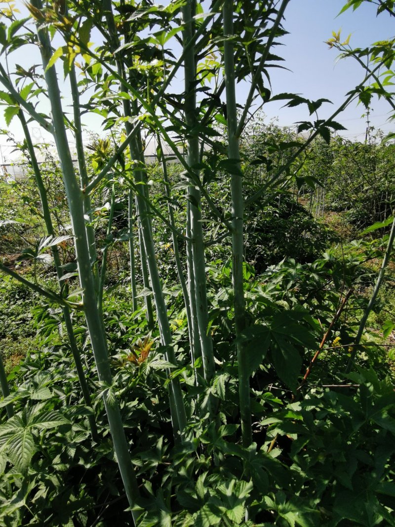 掌叶覆盆子苗