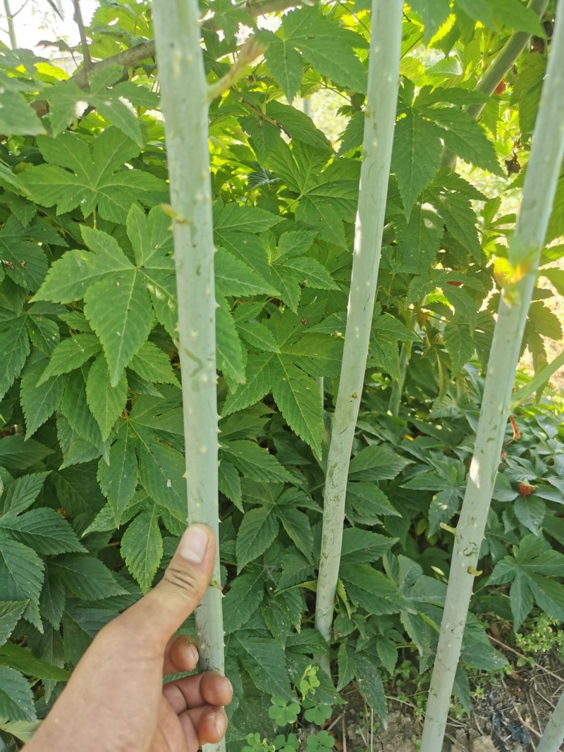 掌叶覆盆子苗