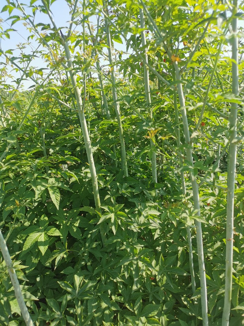 掌叶覆盆子苗