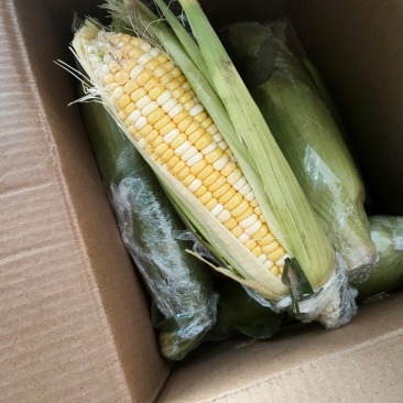 新鲜水果玉米10斤装