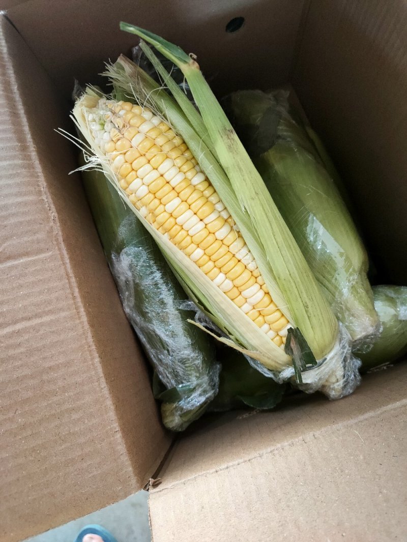 新鲜水果玉米10斤装