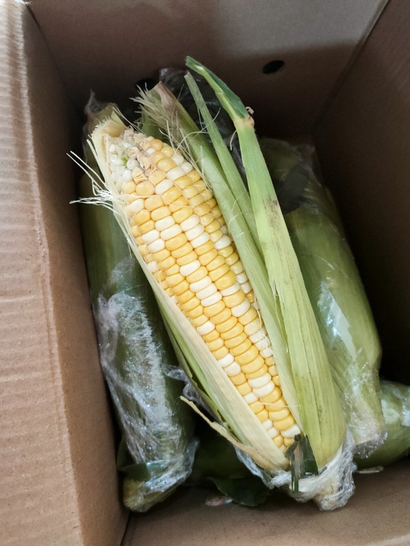 新鲜水果玉米10斤装