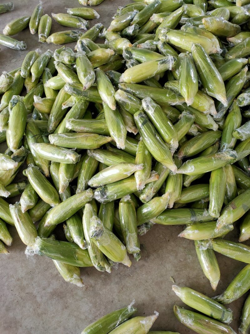 新鲜水果玉米10斤装
