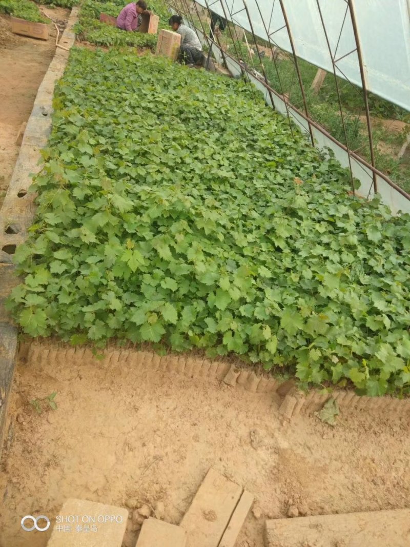 茉莉香（着色香）葡萄苗，早熟浓茉莉香味，抗病高产保纯保活