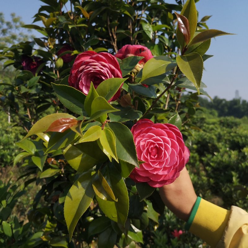 茶花树苗嫁接杜鹃山茶花树四季开花可盆栽地栽南北方可种植