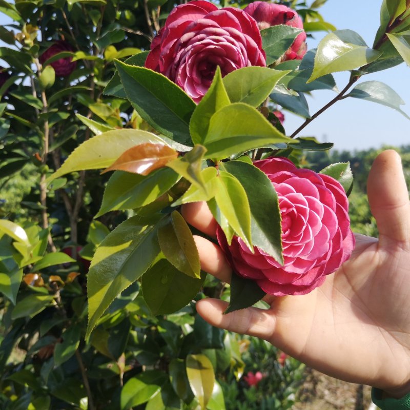 茶花树苗嫁接杜鹃山茶花树四季开花可盆栽地栽南北方可种植
