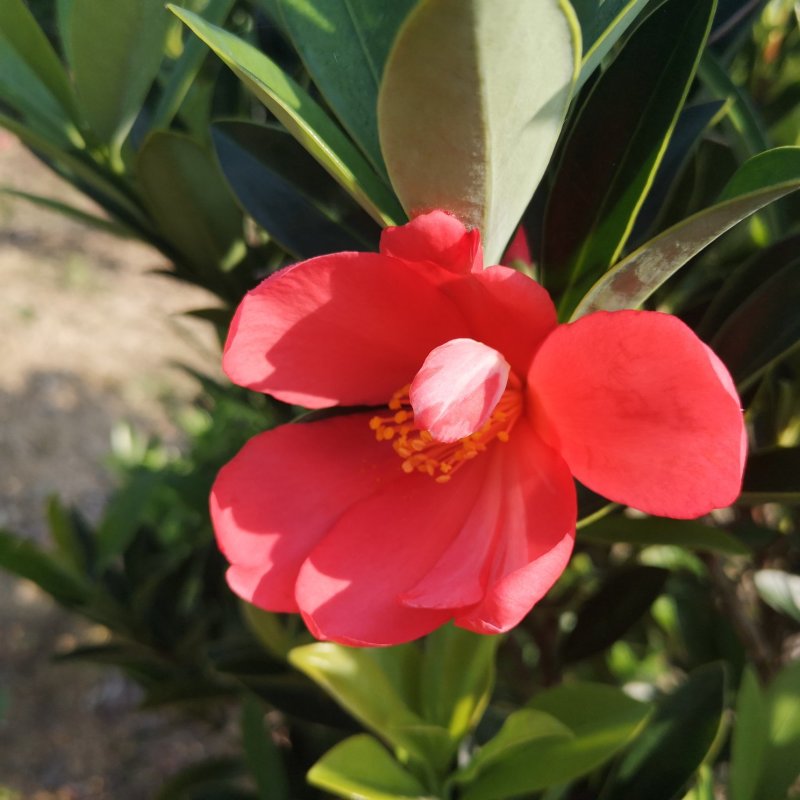 茶花树苗嫁接杜鹃山茶花树四季开花可盆栽地栽南北方可种植