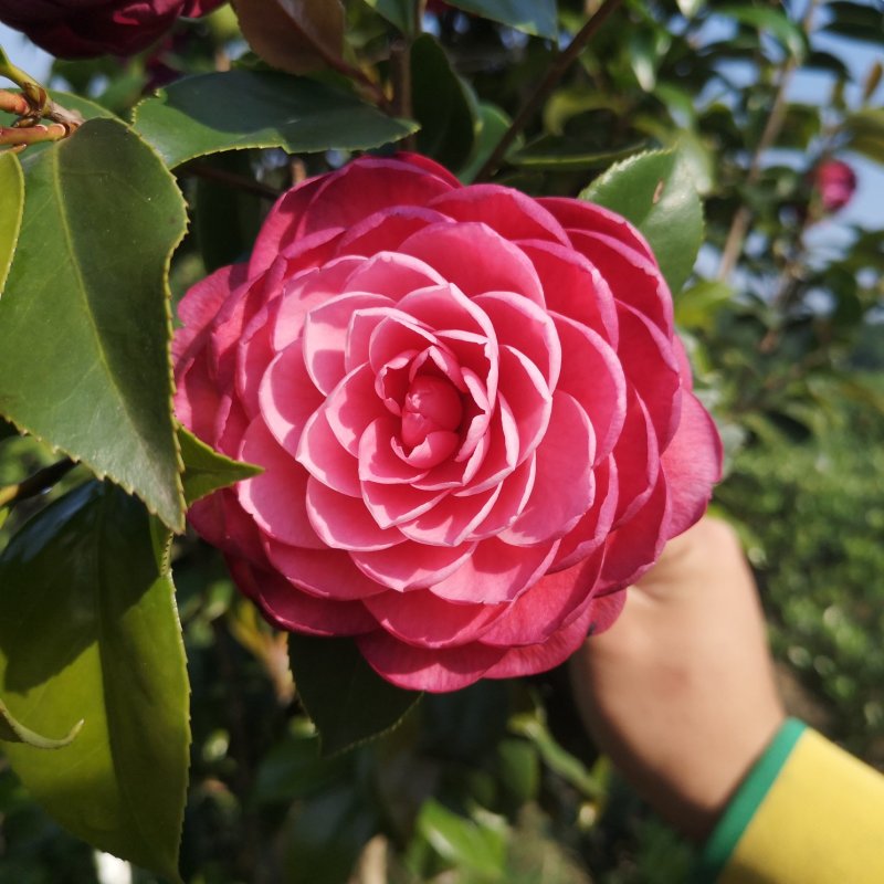 茶花树苗嫁接杜鹃山茶花树四季开花可盆栽地栽南北方可种植