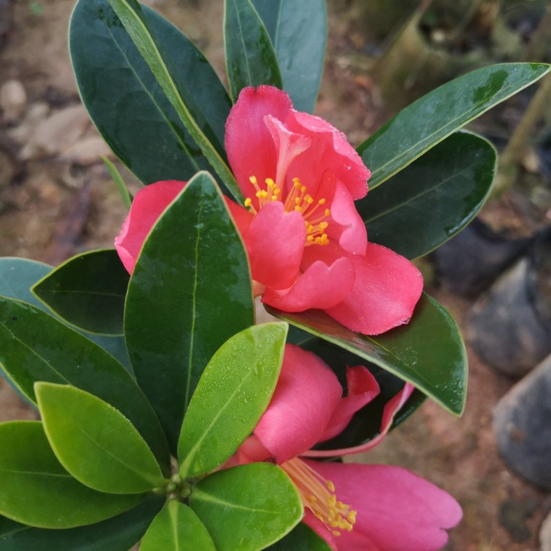 茶花树苗嫁接杜鹃山茶花树四季开花可盆栽地栽南北方可种植