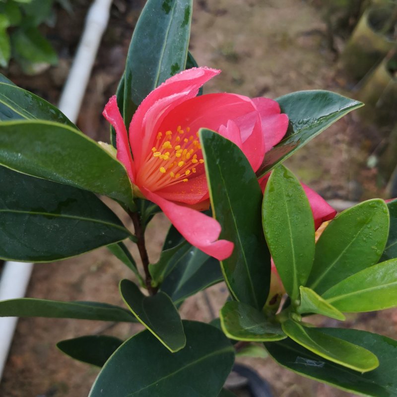 茶花树苗嫁接杜鹃山茶花树四季开花可盆栽地栽南北方可种植