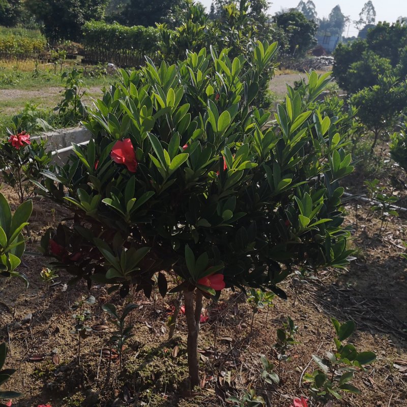 茶花树苗嫁接杜鹃山茶花树四季开花可盆栽地栽南北方可种植