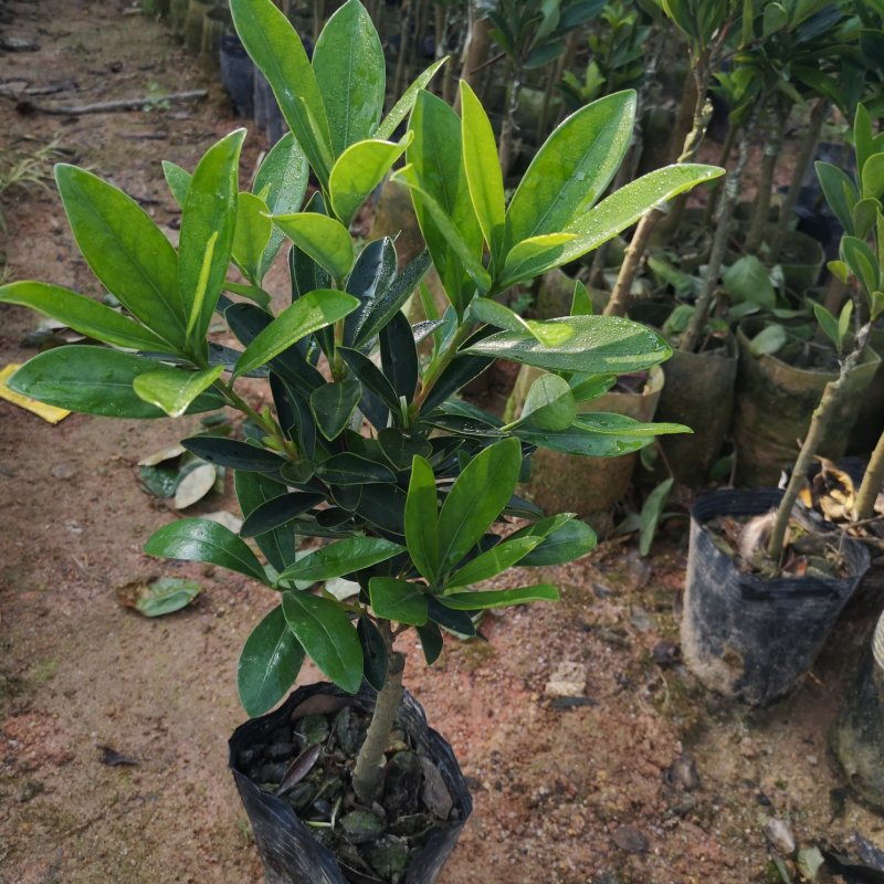 茶花树苗嫁接杜鹃山茶花树四季开花可盆栽地栽南北方可种植