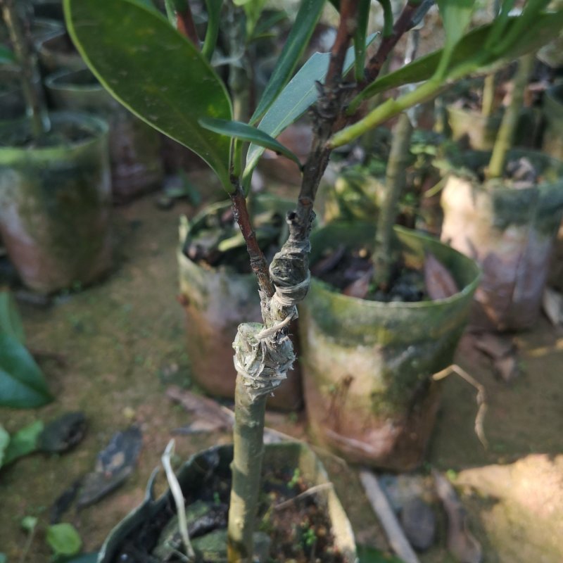 茶花树苗嫁接杜鹃山茶花树四季开花可盆栽地栽南北方可种植