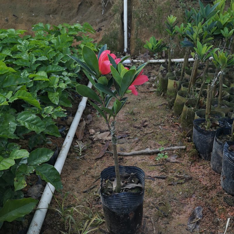 茶花树苗嫁接杜鹃山茶花树四季开花可盆栽地栽南北方可种植