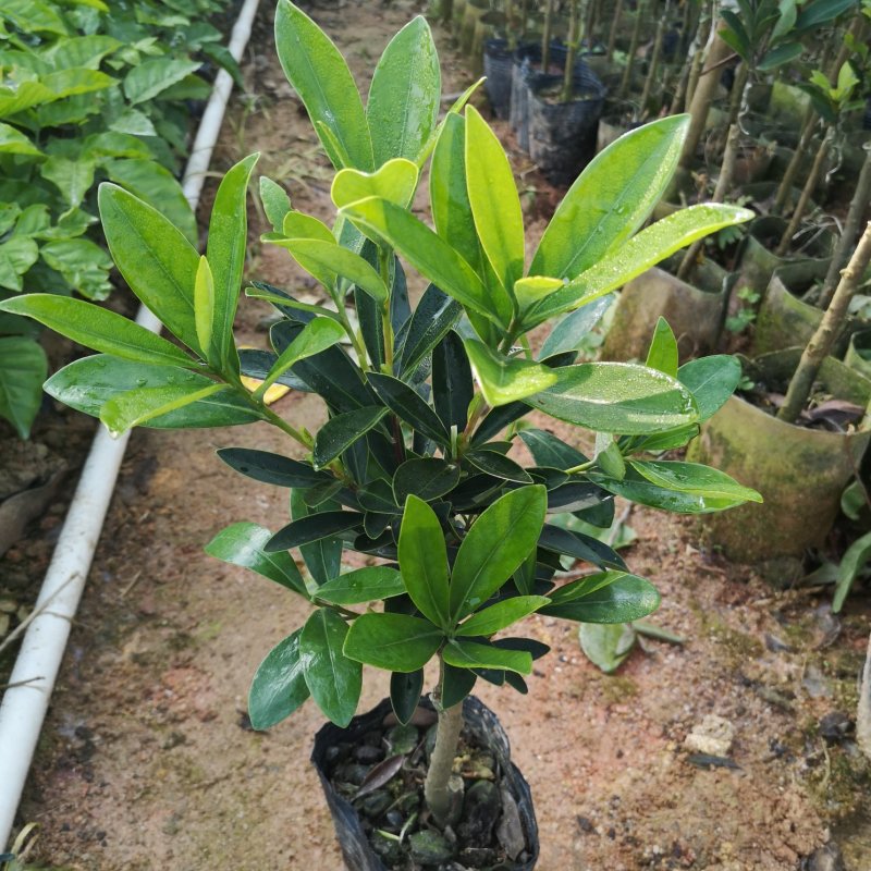 茶花树苗嫁接杜鹃山茶花树四季开花可盆栽地栽南北方可种植