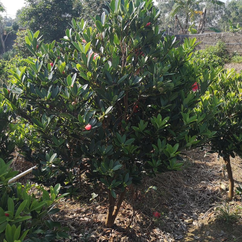 茶花树苗嫁接杜鹃山茶花树四季开花可盆栽地栽南北方可种植